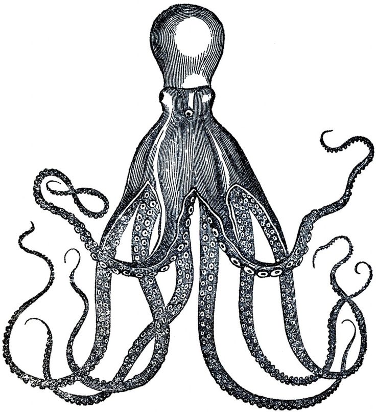 Vintage Octopus Image - Cuttlefish