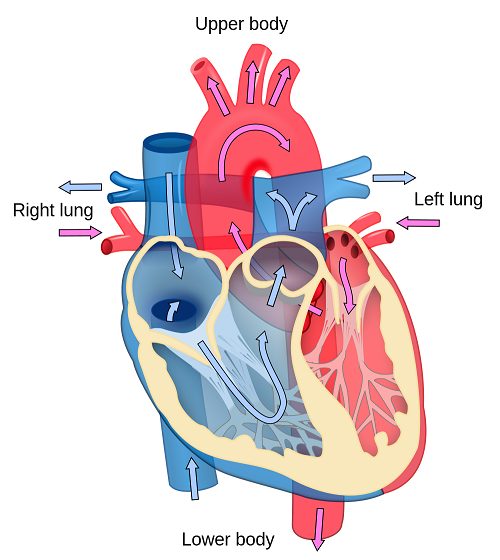 Simple Heart Diagram For Kids Images  Pictures - Becuo