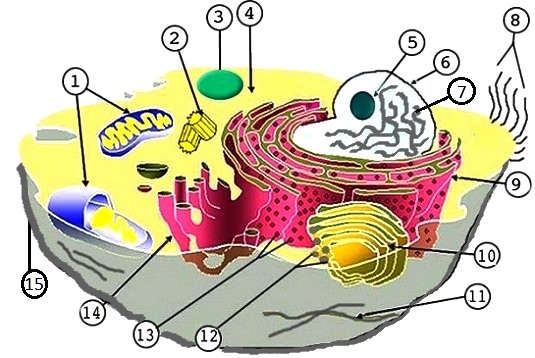 Featured image of post Plant Cell Structure Not Labeled / This infographic is in the form of a prezi presentation.