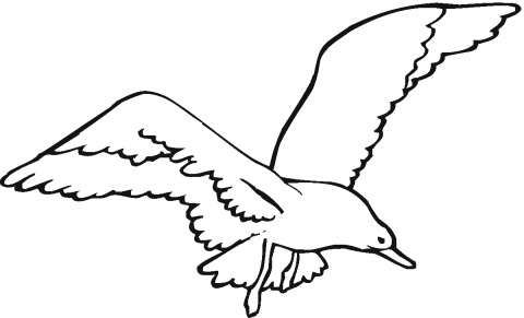 Seagull Outline - Clipart library
