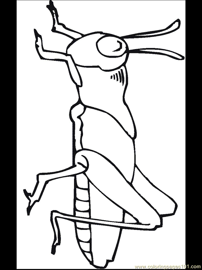 Coloring Pages Grasshopper (Animals  Insects) - free printable 