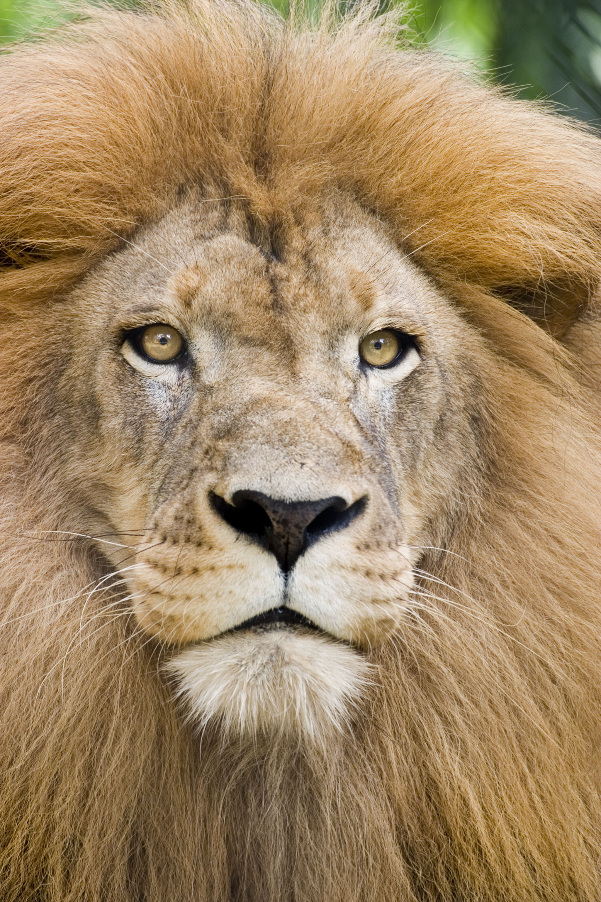 Free Lion Face Images, Download Free Lion Face Images png images, Free