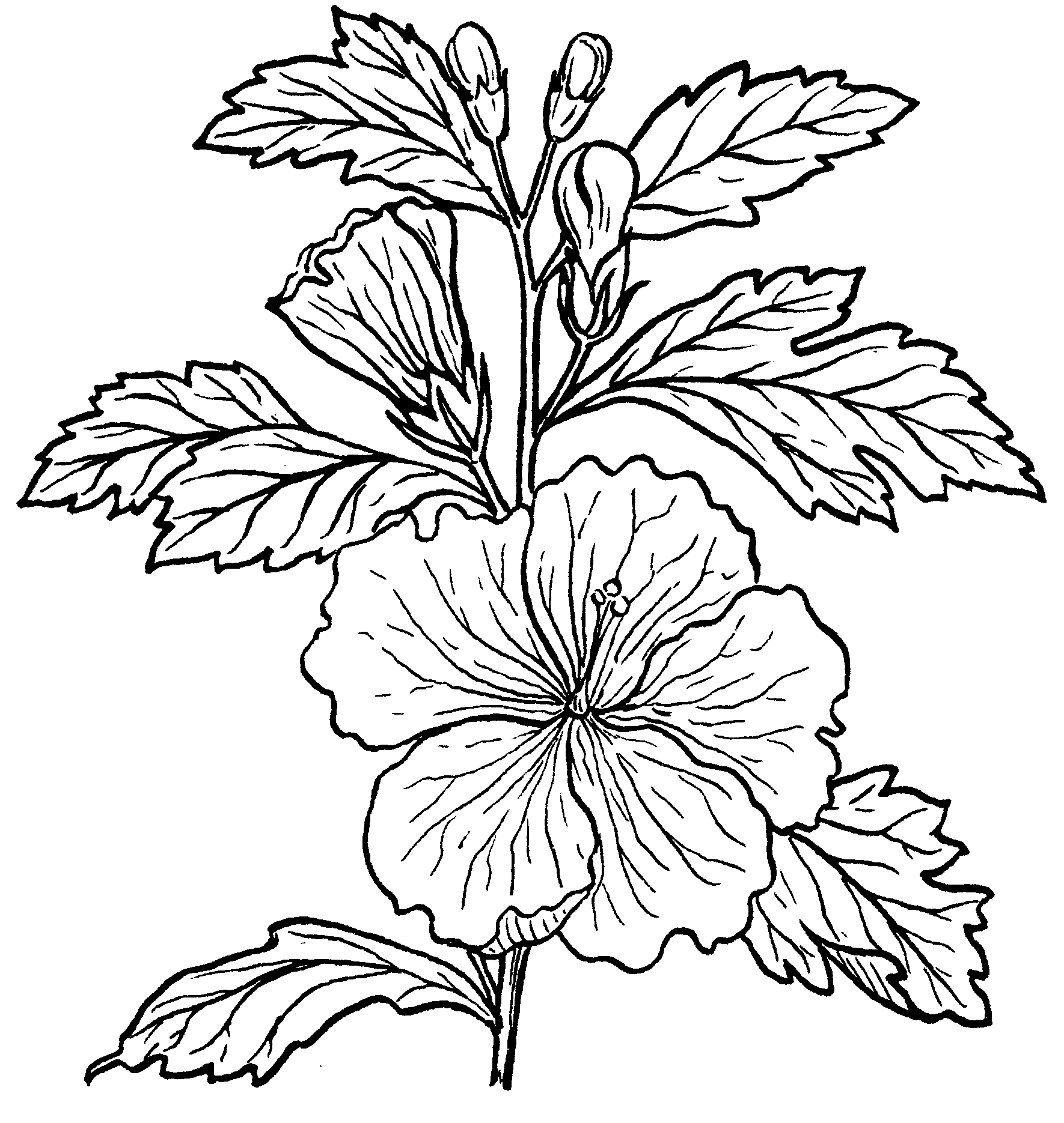 Gambar Bunga Kembang Sepatu Hitam Putih Clip Art Library