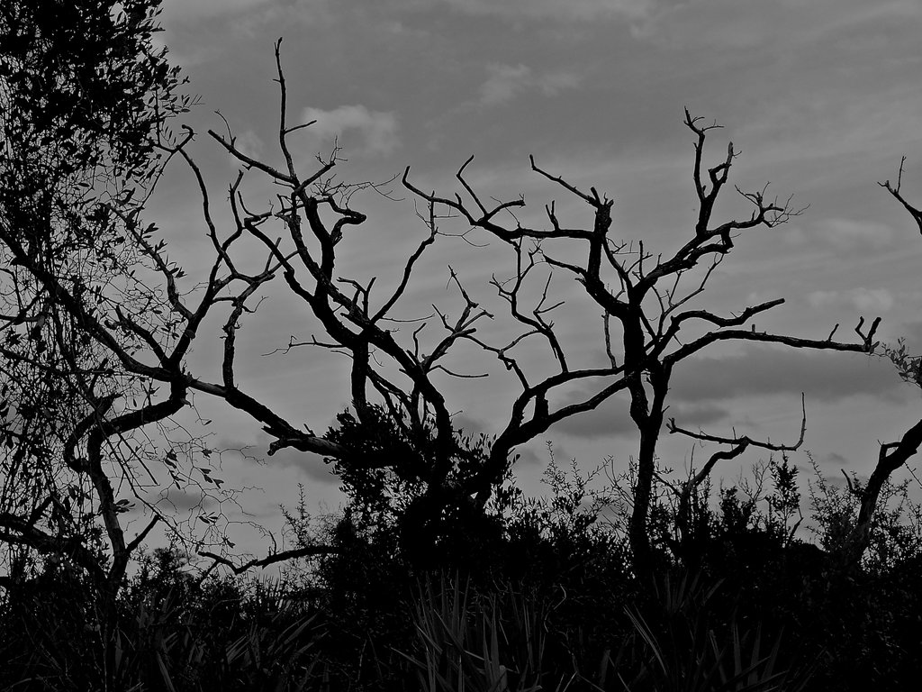 Creepy Trees Background images