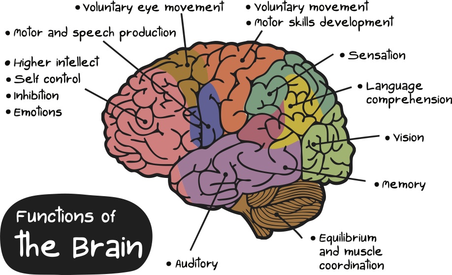 brain function diagram for kids