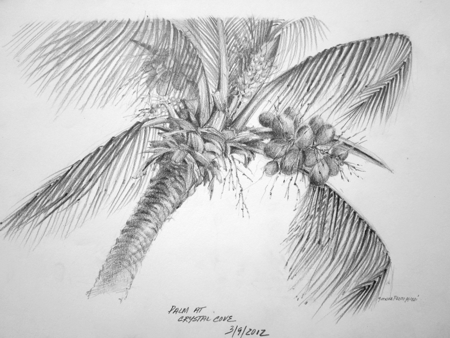 Free Palm Tree Drawing, Download Free Palm Tree Drawing png images