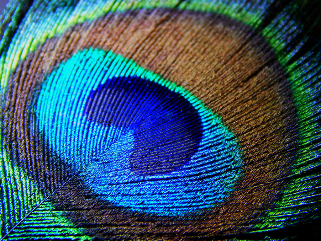Peacock Feather Macro #9 | Flickr - Photo Sharing!