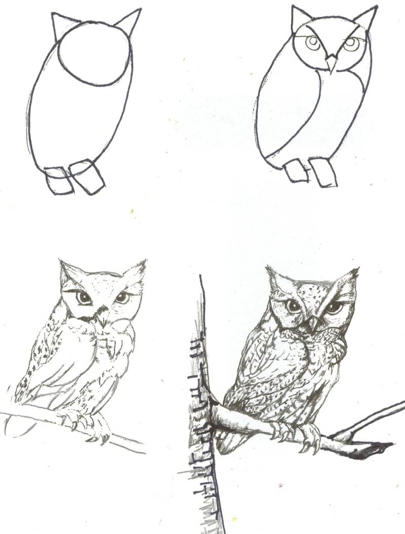 How To Draw Animals Step By Step With Pencil / The following step by