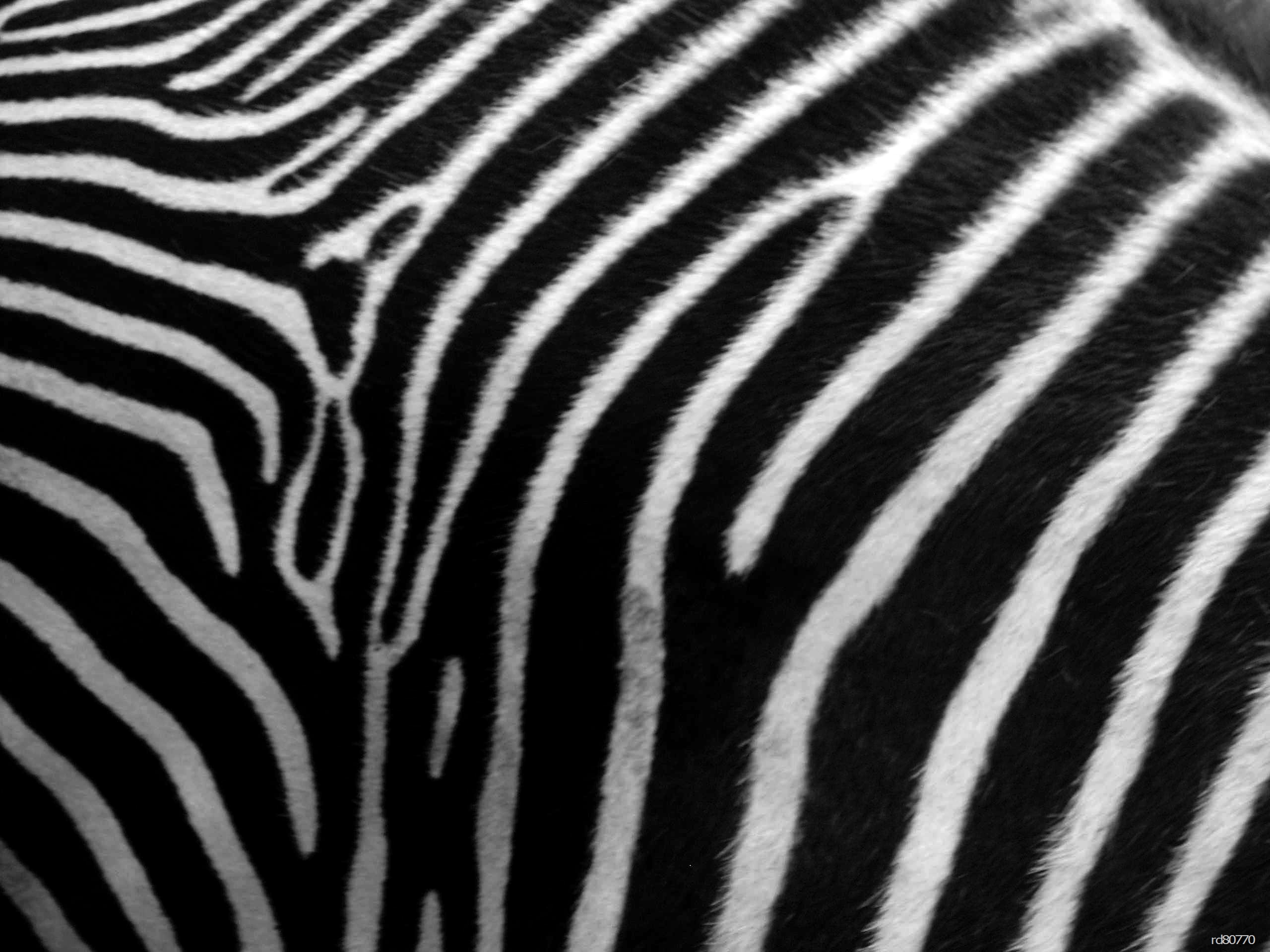 real zebra texture