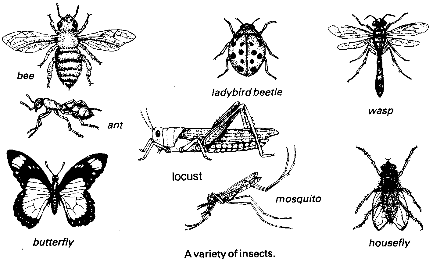six legs insects name - Clip Art Library