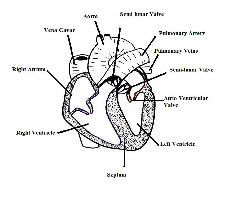 human circulatory system diagram unlabeled