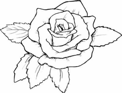 Roses Drawings - Gallery