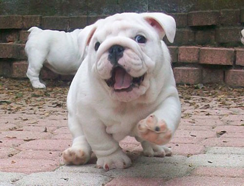 bulldog puppy cute