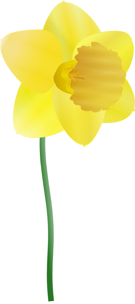 Free Daffodil Outline, Download Free Daffodil Outline png images, Free