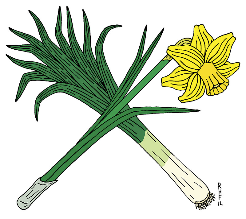 Cartoon Daffodil
