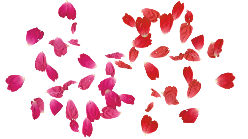 FALLING Rose leaves PNG transparent free by TheArtist100 on Clipart library