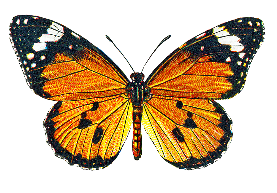 CatnipStudioCollage-: Free Vintage Clip Art - Autumn Butterfly