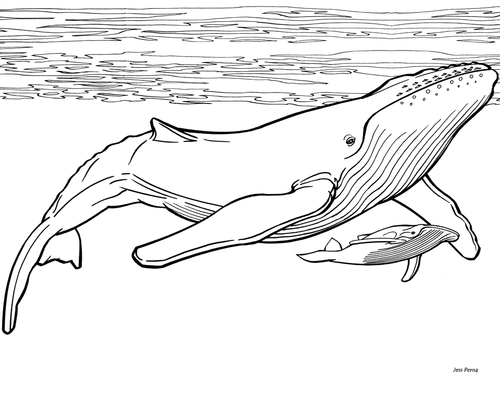 humpback_whale_coloring_page_ 