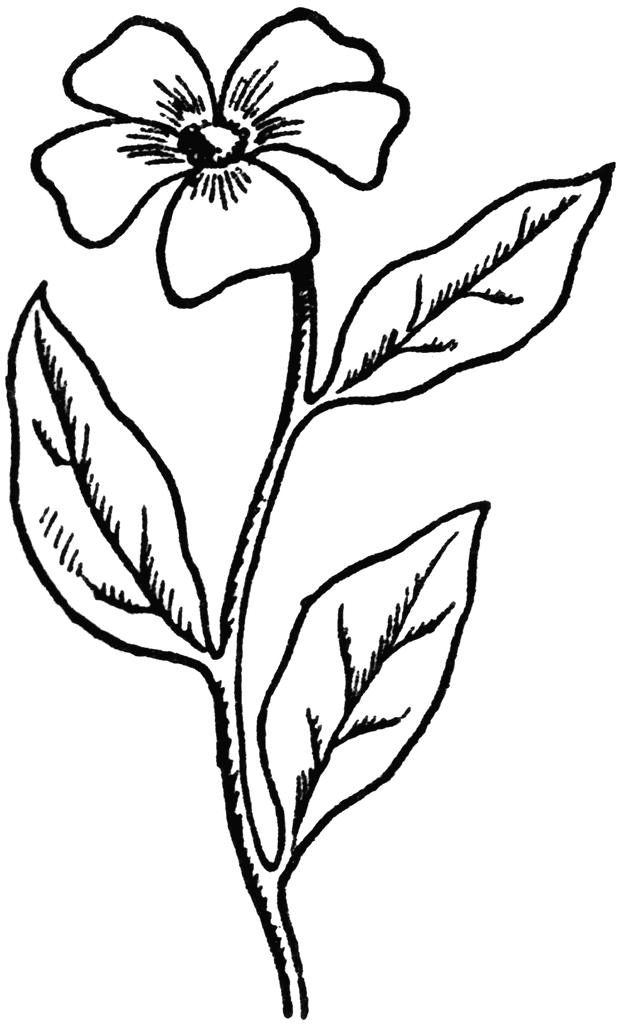 Free Pictures Of Flower Drawings, Download Free Pictures Of Flower