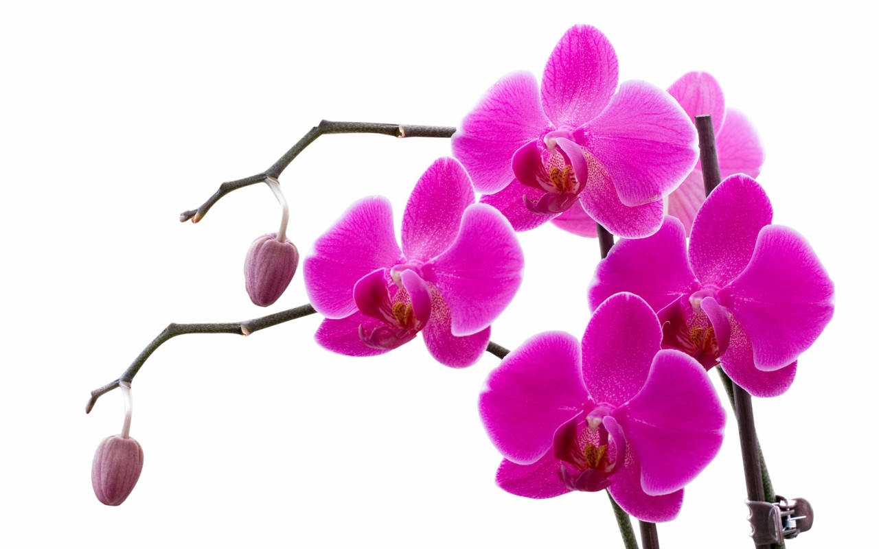 Free orchid flower wallpapers in white blue red color | ImgStocks.