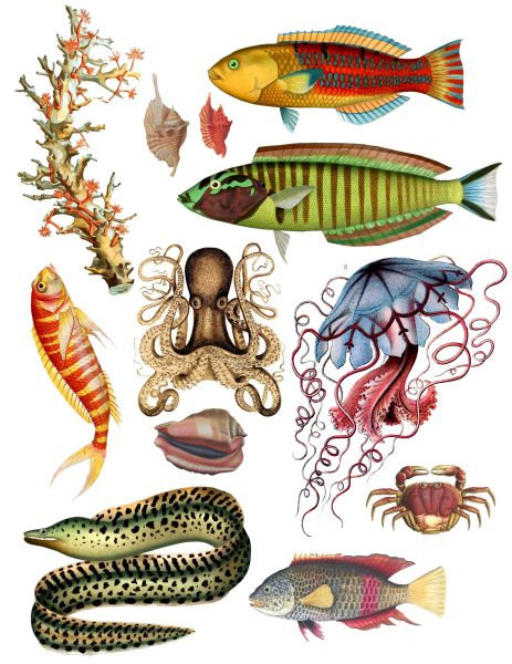 ocean sea life octopus fish eel vintage by DigitalGraphicsShop