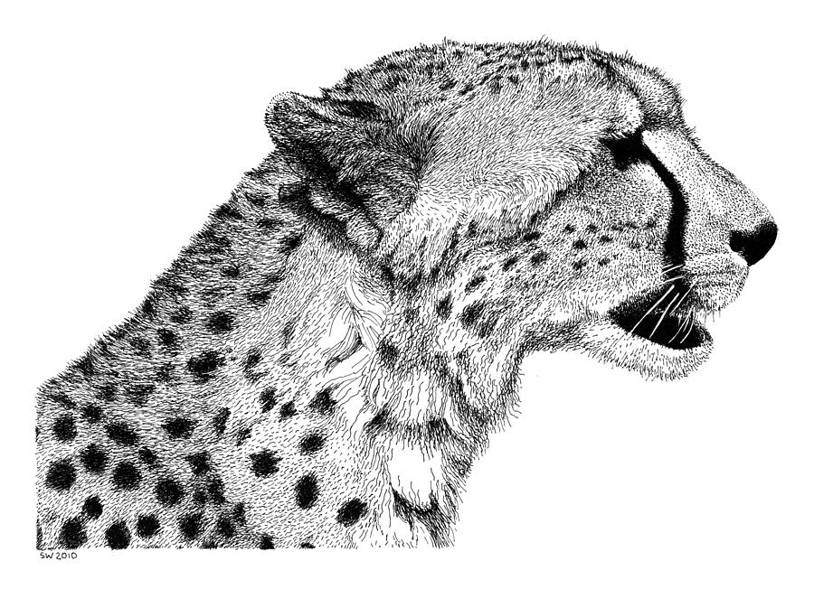 cheetah head drawing Clip Art Library
