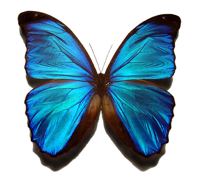 Blue Butterfly, Dance Instructions