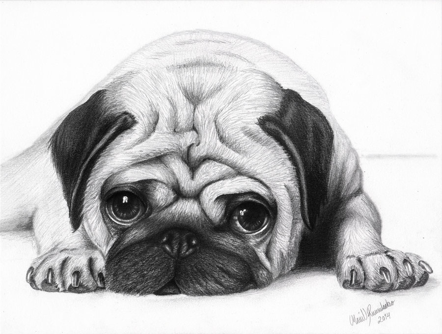 Puppy face - Pug by ArtOfNightSky on Clipart library