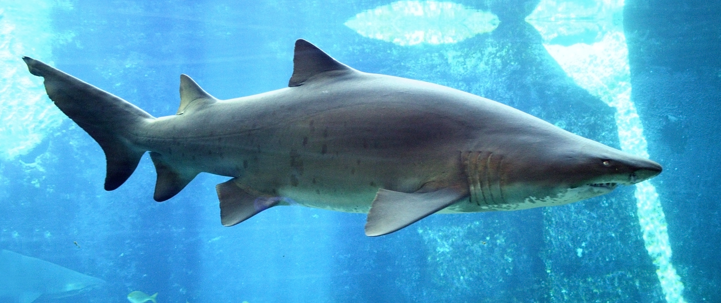 Sand tiger shark - Wikiwand.