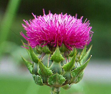 Healthy Living ? Protect Your Liver with Milk Thistle