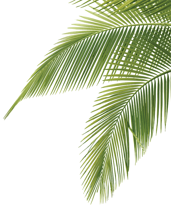 clip art palm tree leaf - photo #27