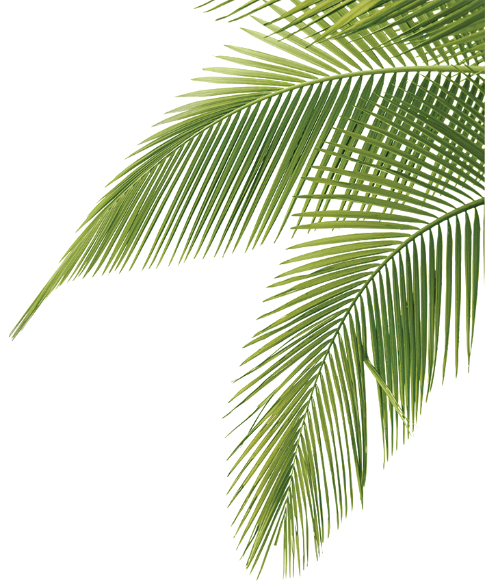 Free Palm Tree Leaves, Download Free Palm Tree Leaves png images, Free