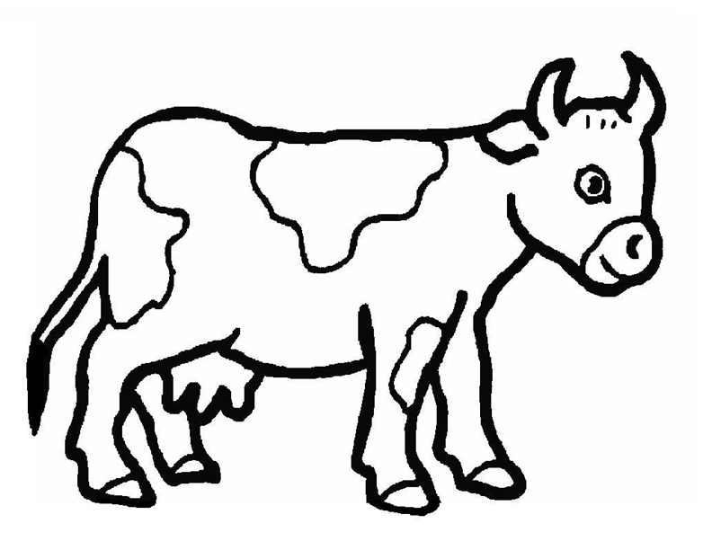 Pictures Of Cows To Color