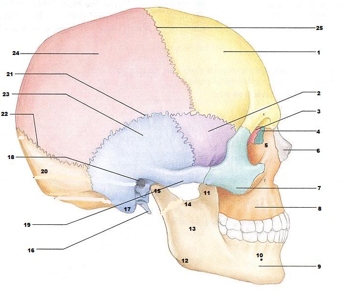 Anatomy Of Right Lateral Aspect Of Skull Quiz By Elektra