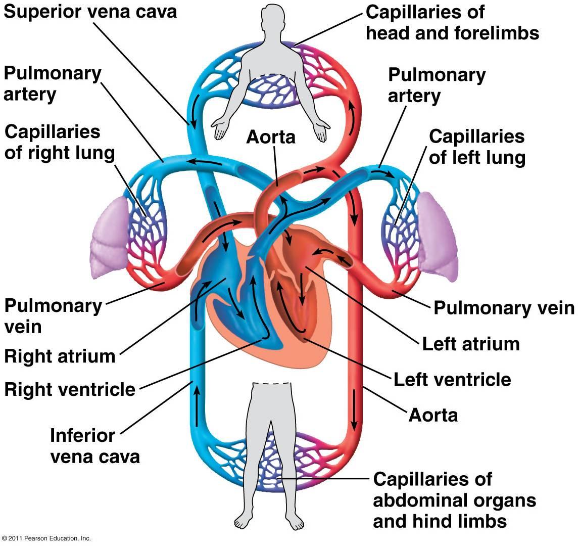 Free Circulatory System, Download Free Circulatory System png images