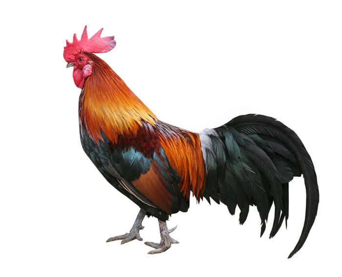 cock png - Clip Art Library