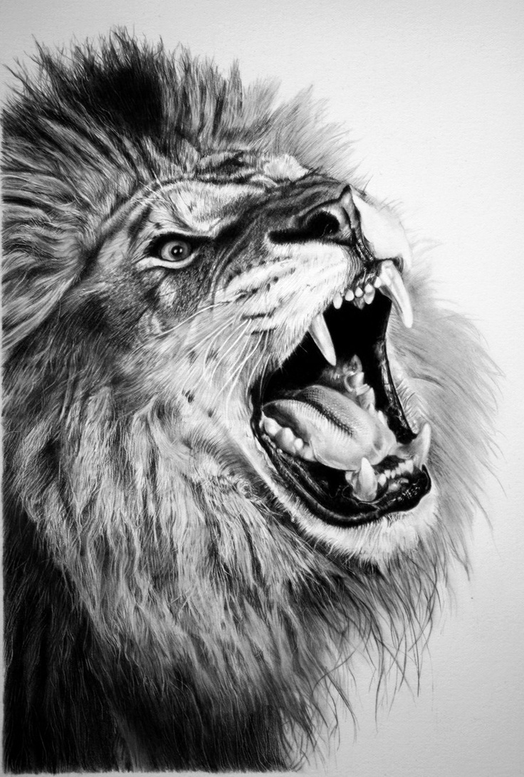 lion pencil drawings - Clip Art Library