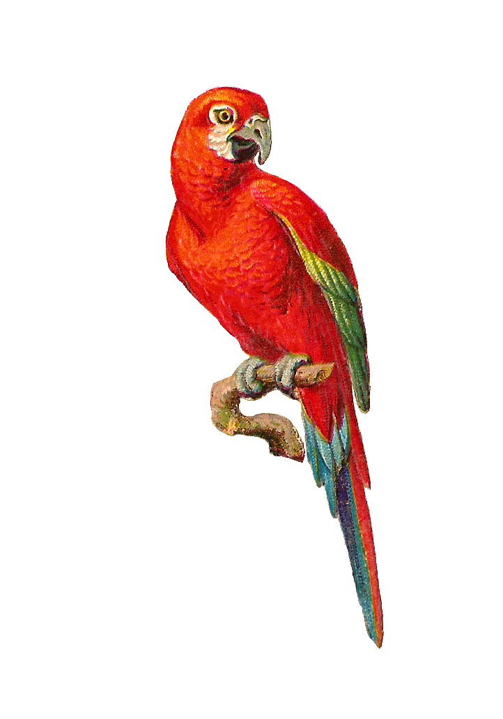 Antique Images: Bird Clip Art: Red Macaw on Branch Parrot Graphic