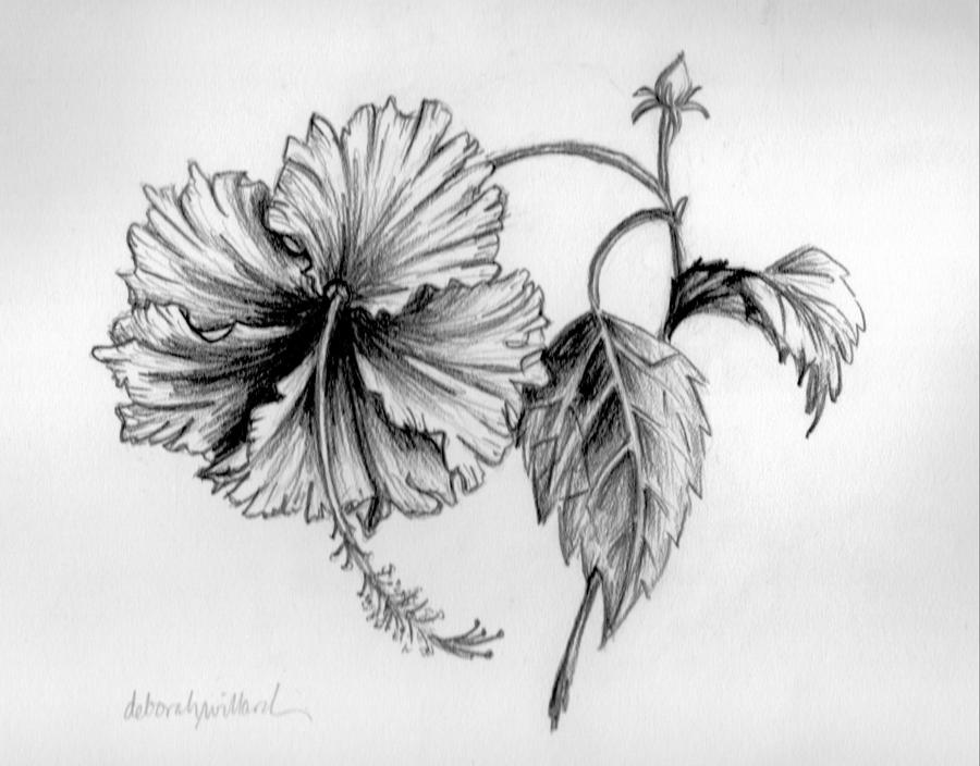 Hibiscus Drawing | 