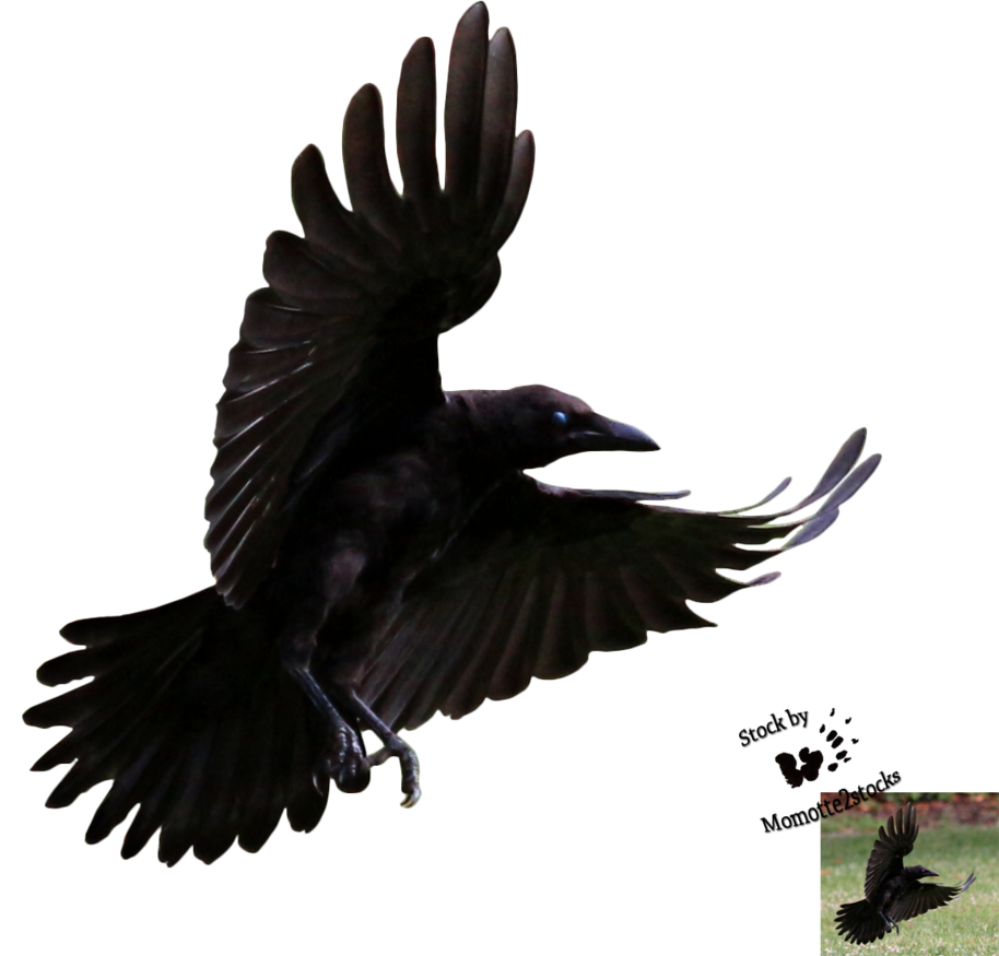 Free Flying Crow Png, Download Free Flying Crow Png png images, Free
