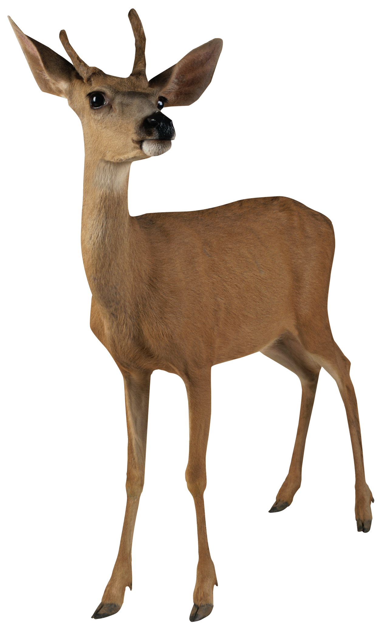 Deer Roe PNG Picture
