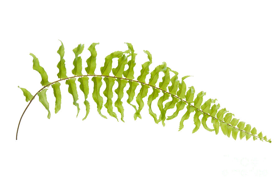 clip art fern leaf - photo #22