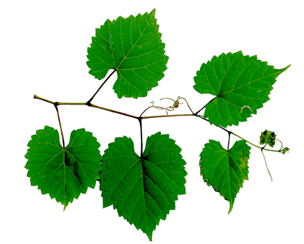 Pictures Of Grapes And Leaves - Clipart library