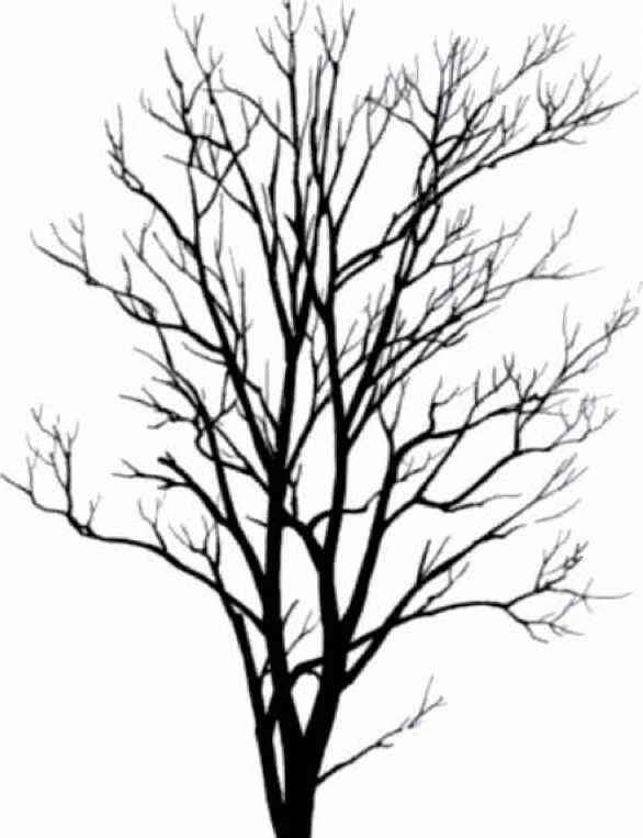 Cedar Tree Silhouette - Clipart library