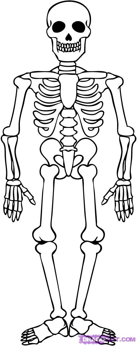 Free Skeleton Cartoon, Download Free Skeleton Cartoon png images, Free