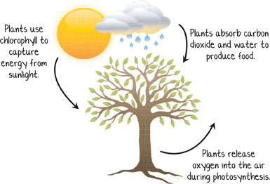 photosynthesis cycle