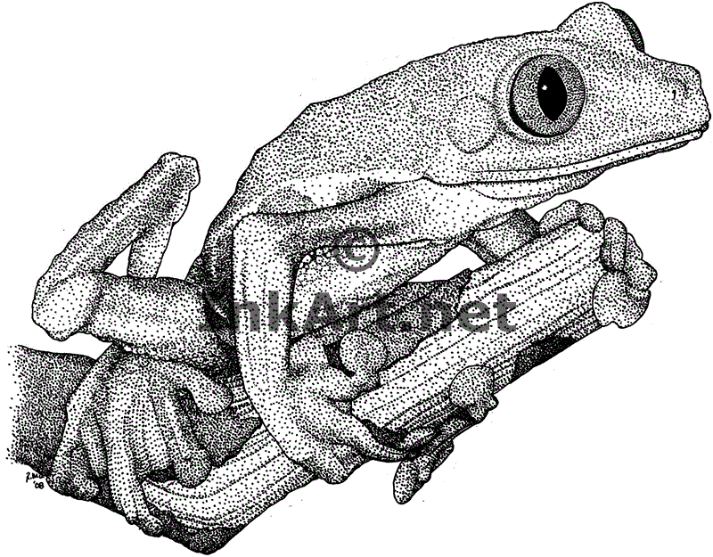 Tree Frog - Black  White | Clipart library - Free Clipart Images