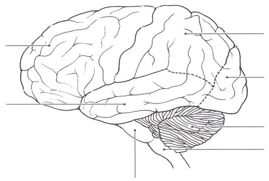 brain lobes diagram blank - Clip Art Library
