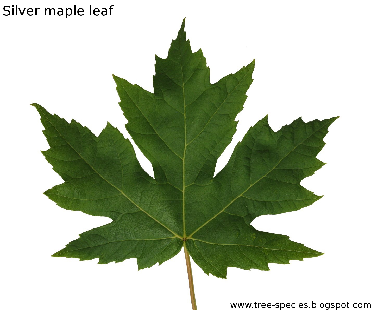 The World?s Tree Species: Silver maple leaf