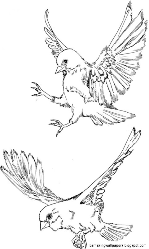 Free Flying Bird Drawing, Download Free Flying Bird Drawing png images